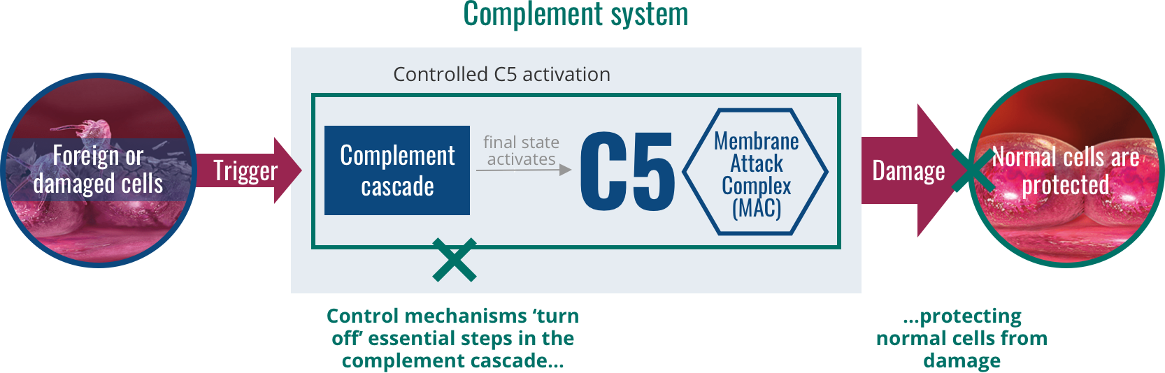 Normally functioning complement system